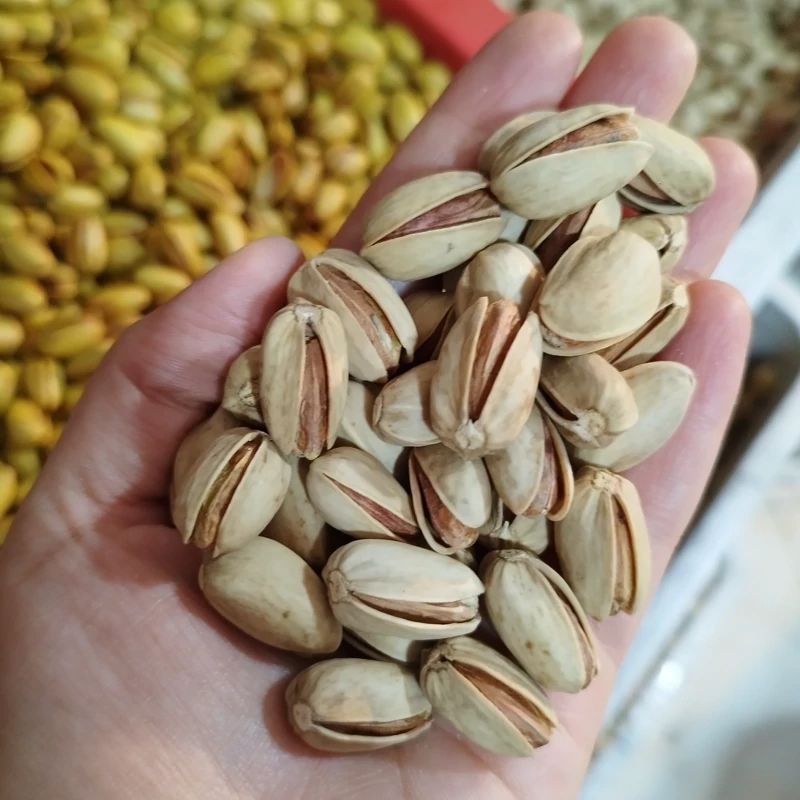 پسته خنجری خام پسته بومی دامغان